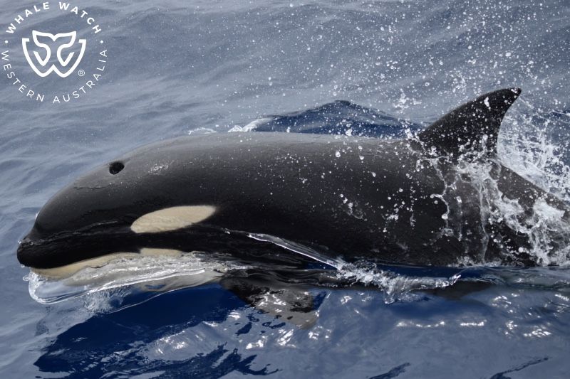 Whale Watch Western Australia