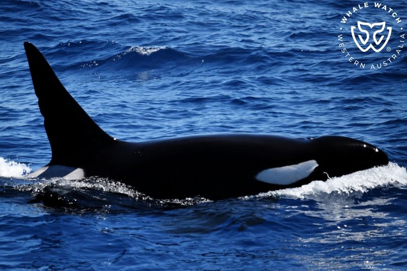 Whale Watch Western Australia