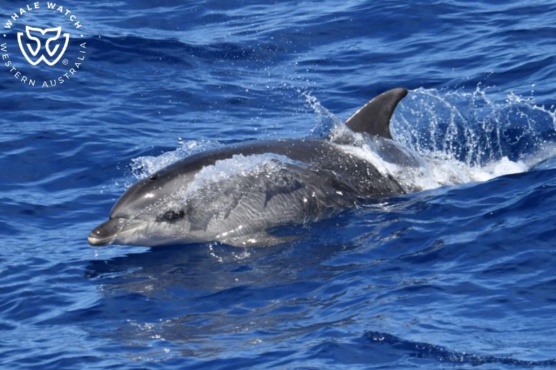 Whale Watch Western Australia