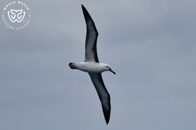 Whale Watch Western Australia