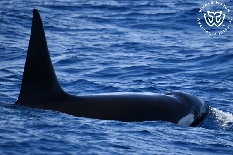 Whale Watch Western Australia