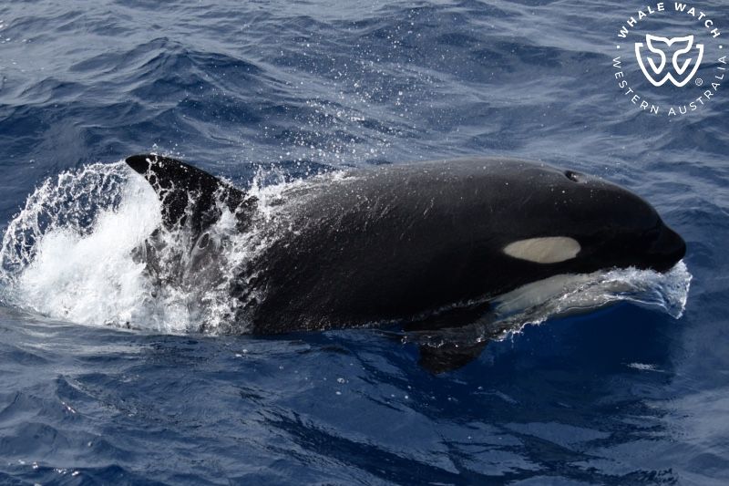Whale Watch Western Australia