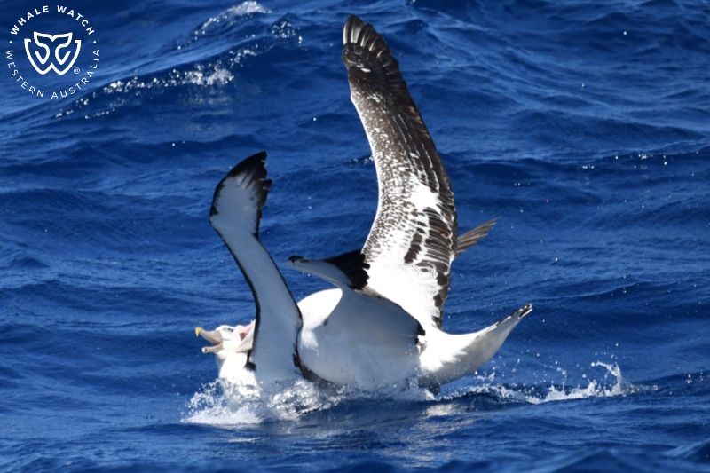 Whale Watch Western Australia