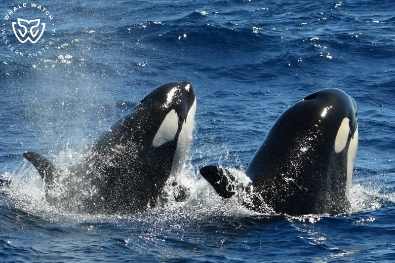 Whale Watch Western Australia