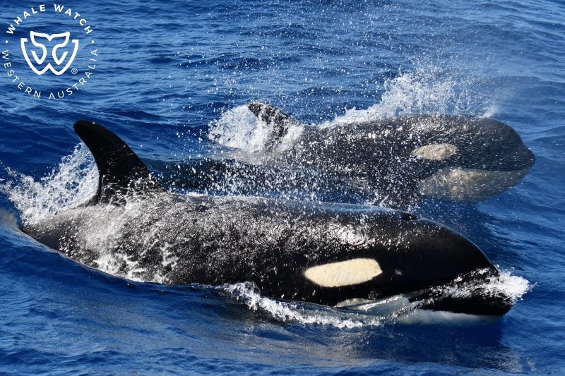 Whale Watch Western Australia