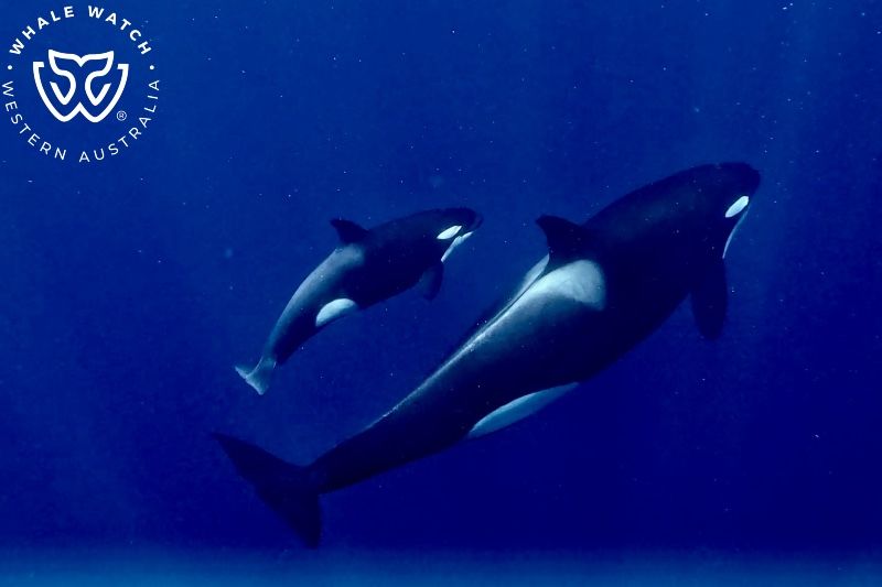 Whale Watch Western Australia