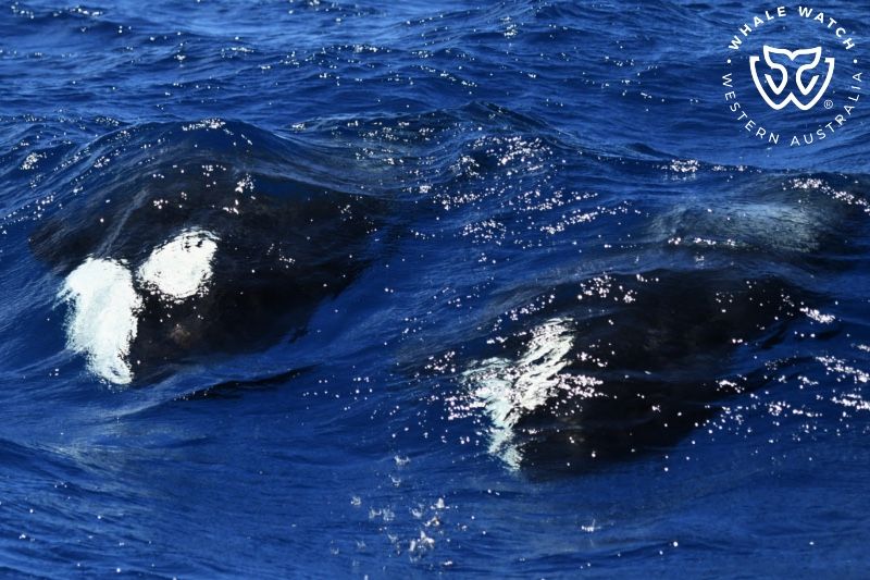 Whale Watch Western Australia