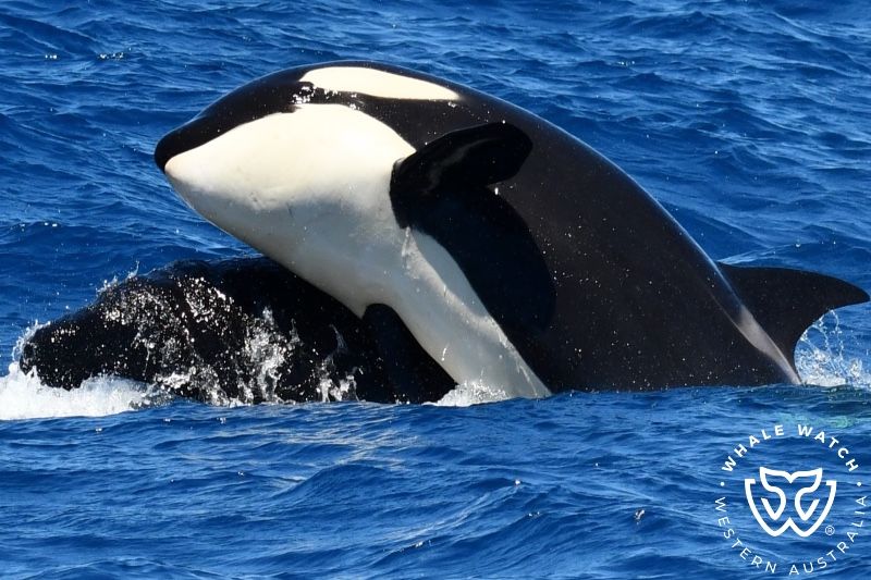 Whale Watch Western Australia