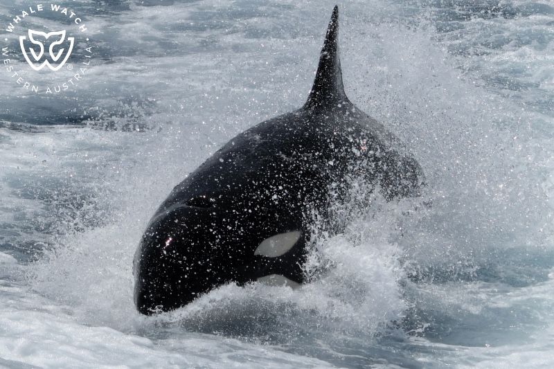 Whale Watch Western Australia