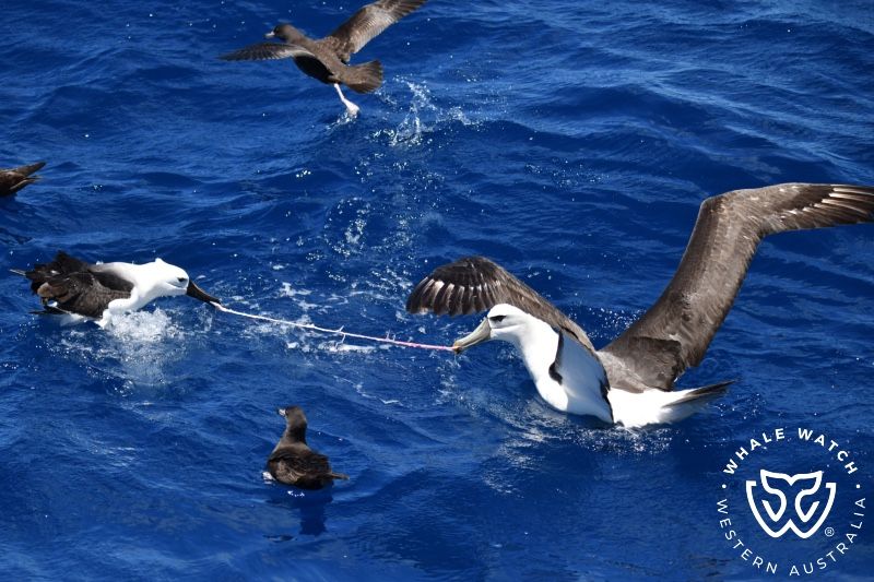 Whale Watch Western Australia