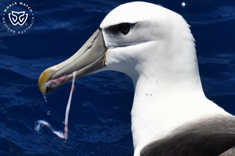 Whale Watch Western Australia