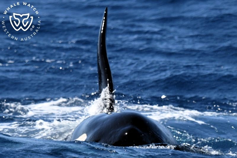 Whale Watch Western Australia