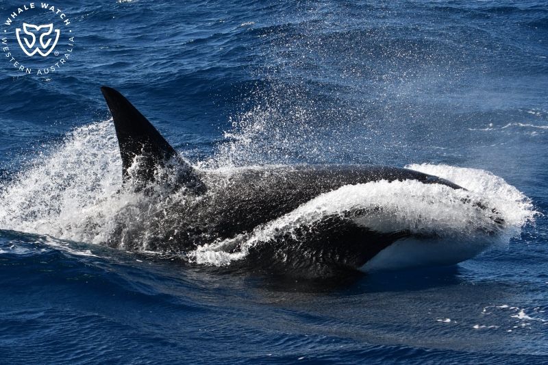 Whale Watch Western Australia