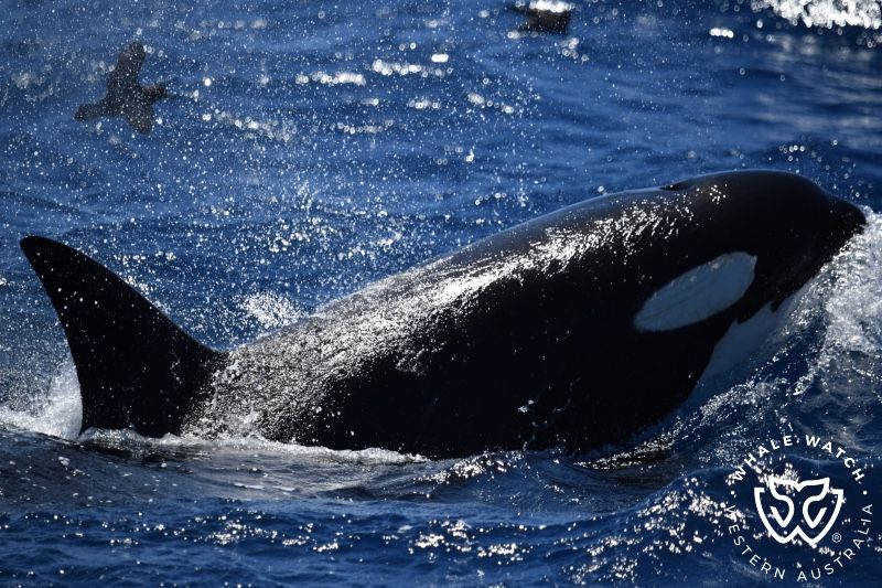 Whale Watch Western Australia