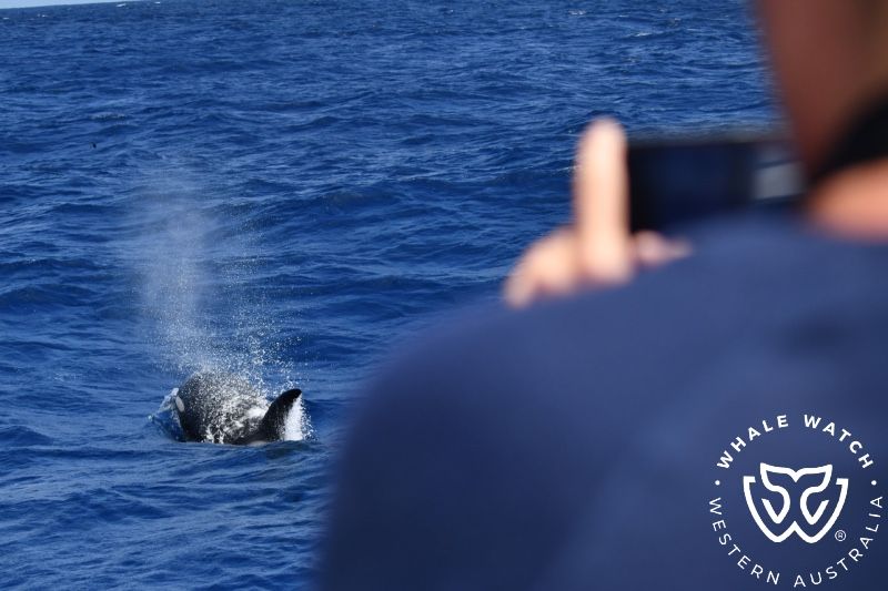 Whale Watch Western Australia
