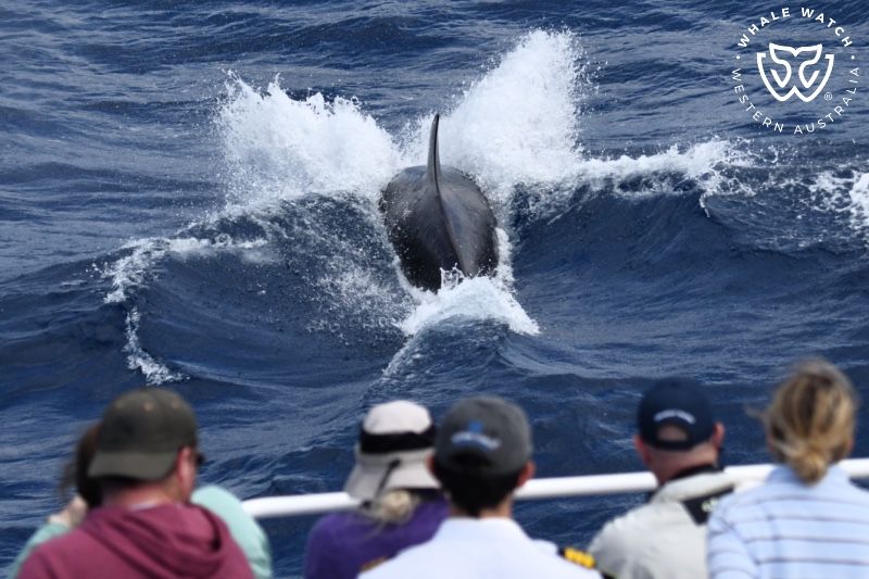 Whale Watch Western Australia