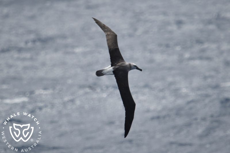 Whale Watch Western Australia