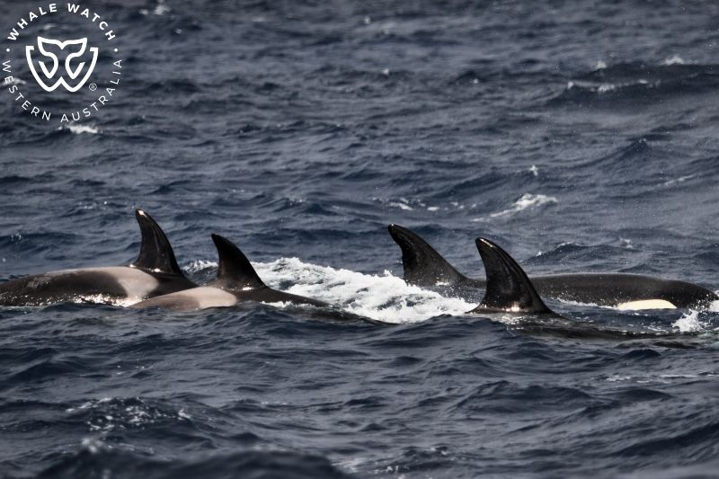 Whale Watch Western Australia