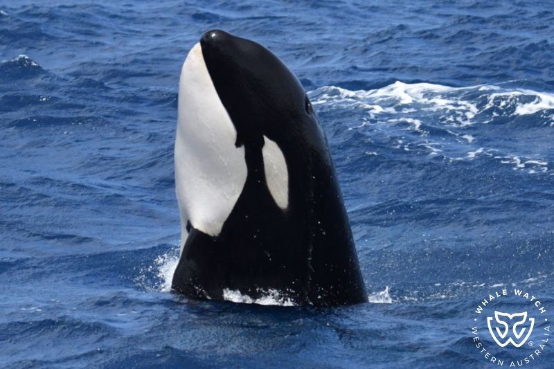 Whale Watch Western Australia