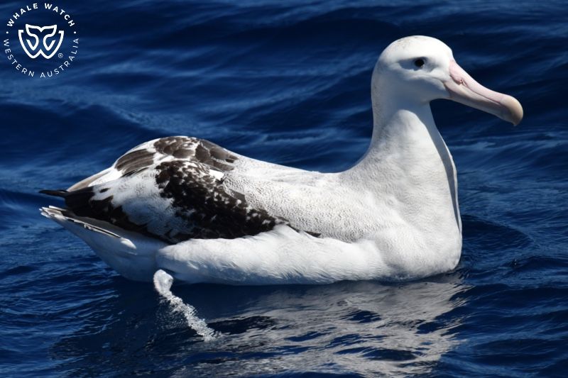Whale Watch Western Australia