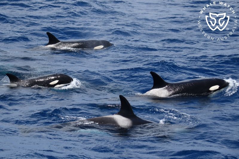 Whale Watch Western Australia