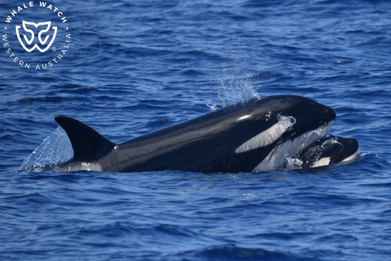 Whale Watch Western Australia
