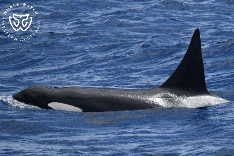 Whale Watch Western Australia