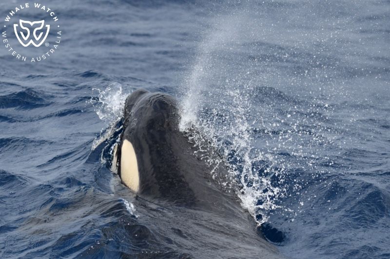 Whale Watch Western Australia