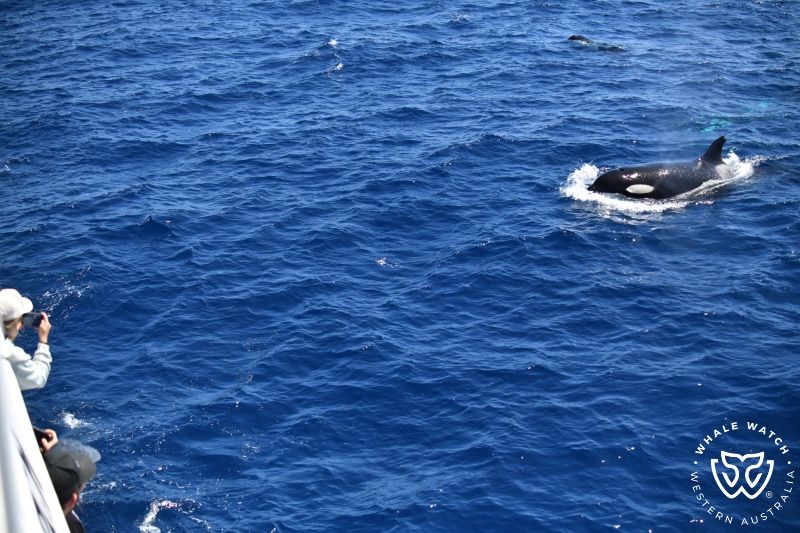 Whale Watch Western Australia