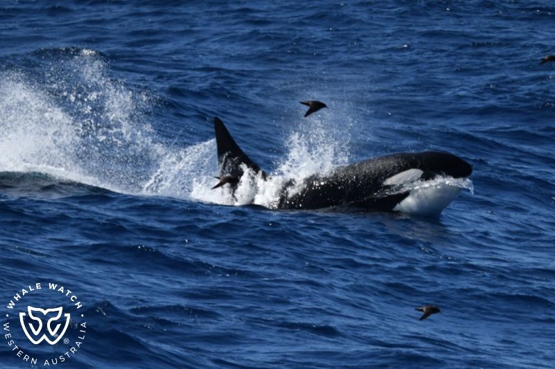 Whale Watch Western Australia