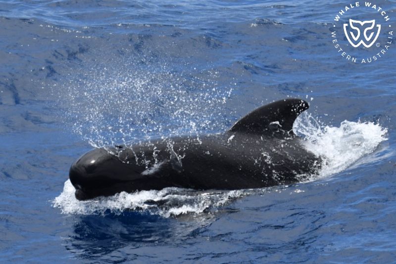 Whale Watch Western Australia