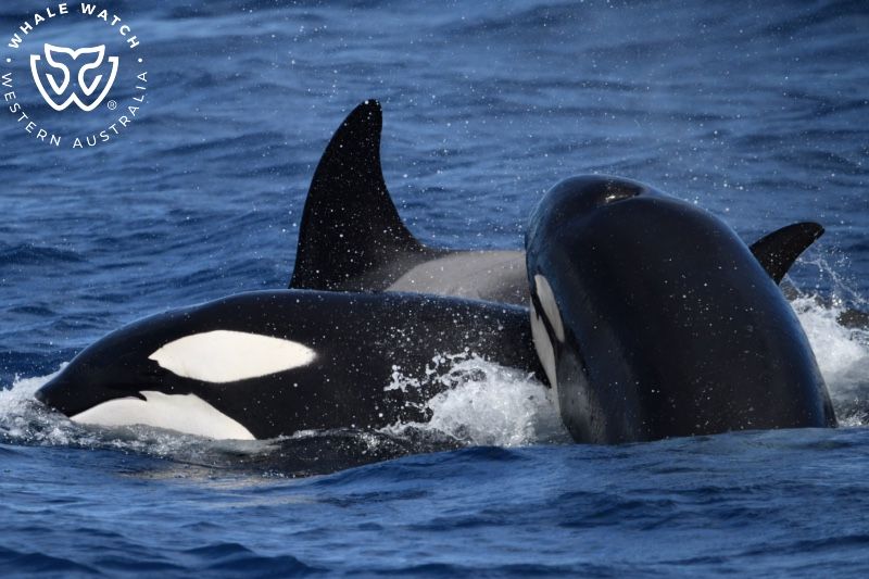 Whale Watch Western Australia