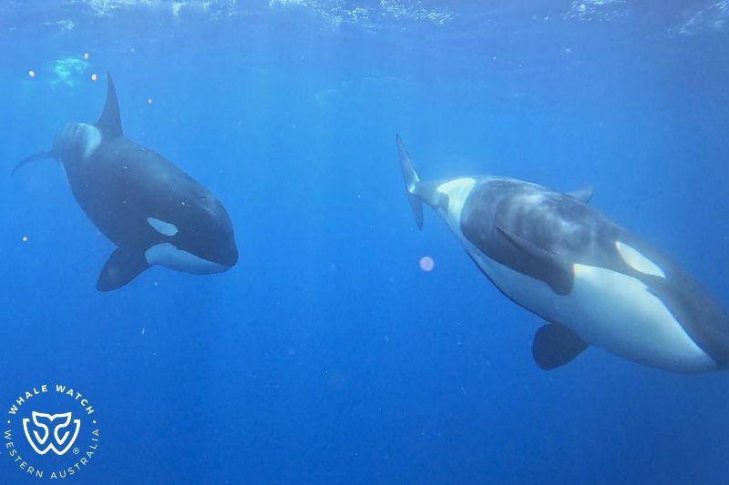 Whale Watch Western Australia