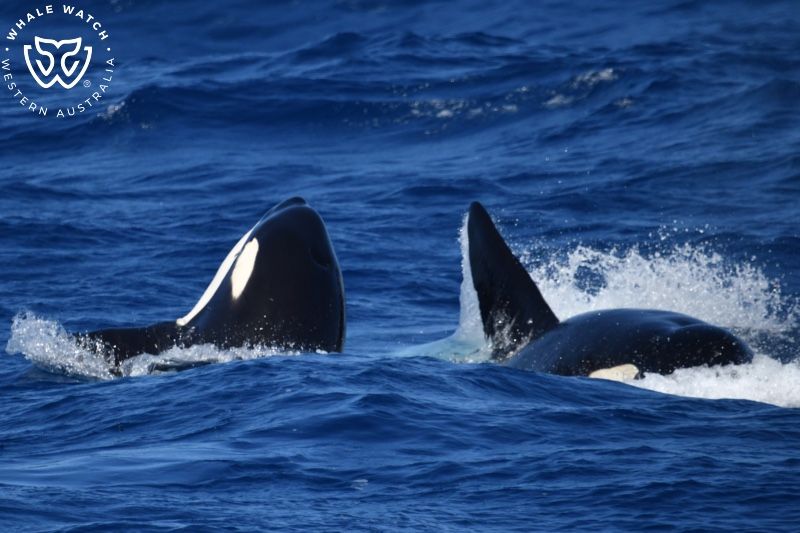 Whale Watch Western Australia
