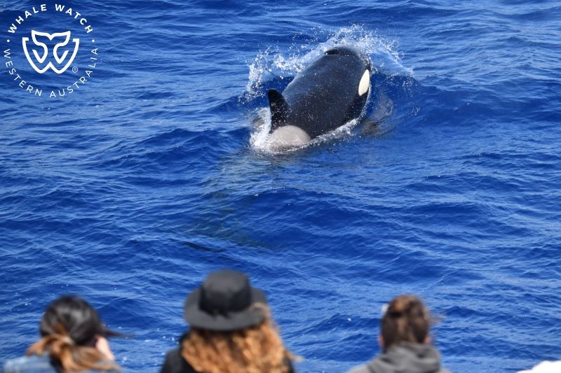 Whale Watch Western Australia