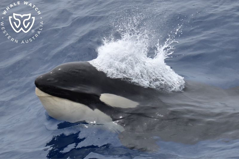 Whale Watch Western Australia
