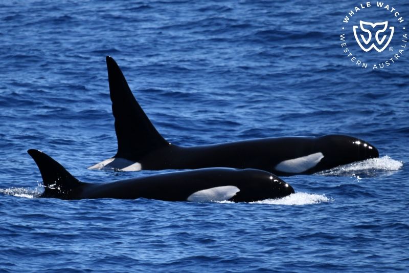 Whale Watch Western Australia