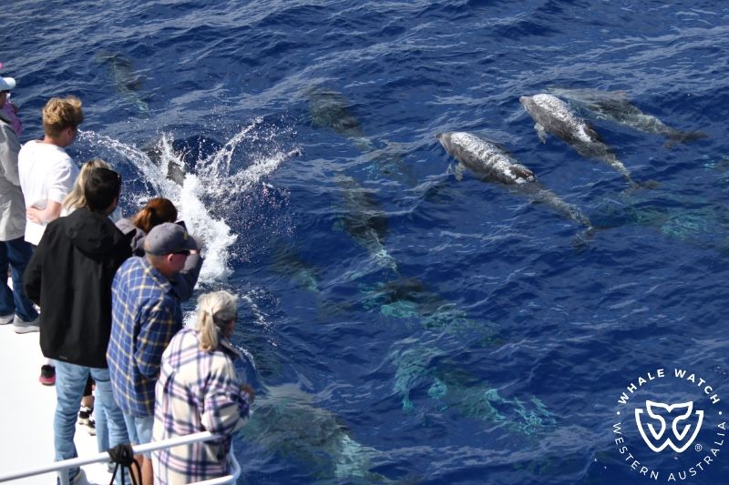 Whale Watch Western Australia