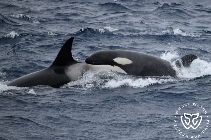 Whale Watch Western Australia