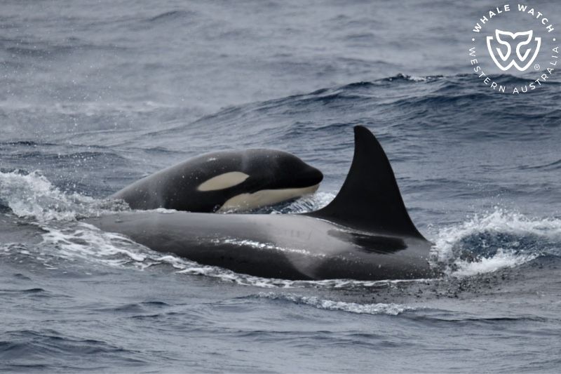 Whale Watch Western Australia