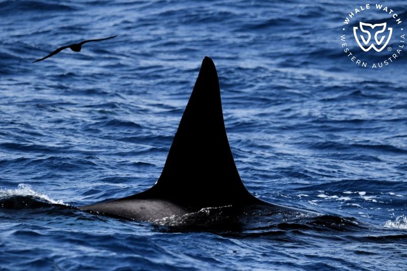 Whale Watch Western Australia