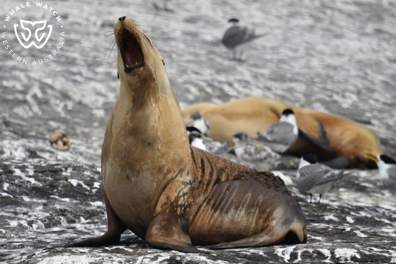 Whale Watch Western Australia