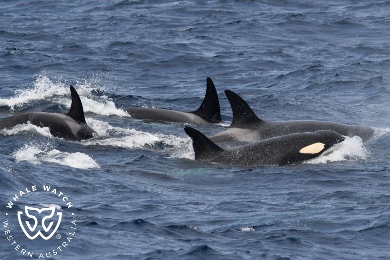 Whale Watch Western Australia
