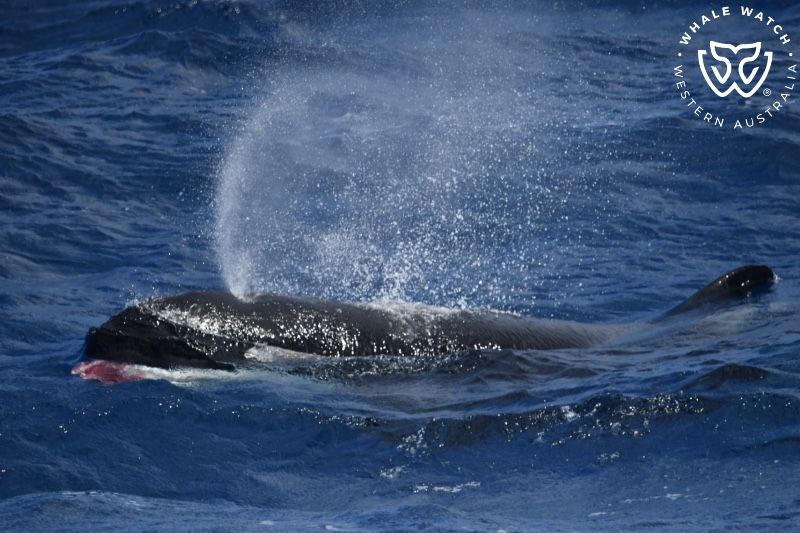 Whale Watch Western Australia