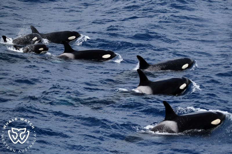 Whale Watch Western Australia