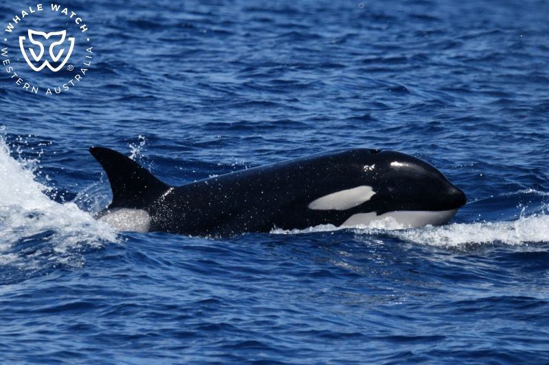 Whale Watch Western Australia