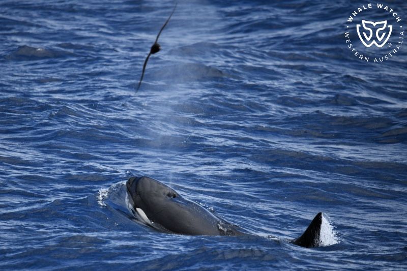 Whale Watch Western Australia