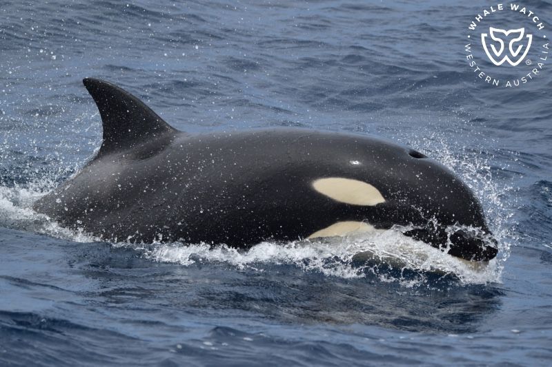 Whale Watch Western Australia