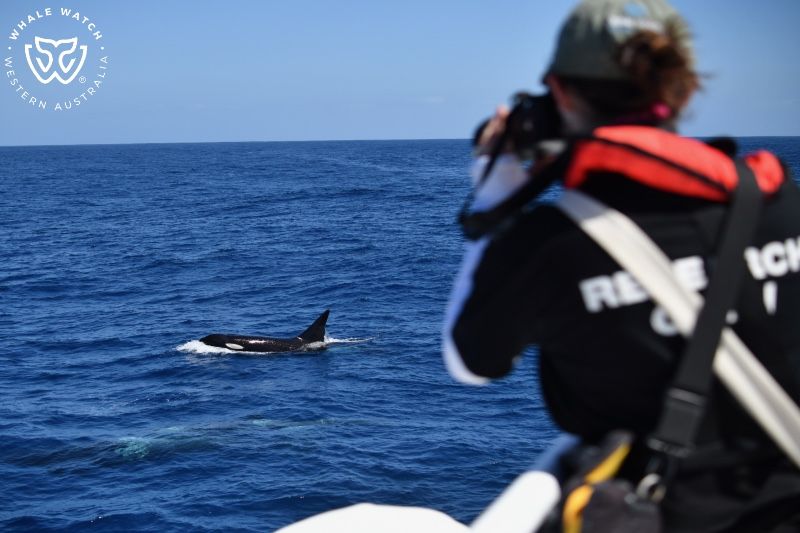Whale Watch Western Australia