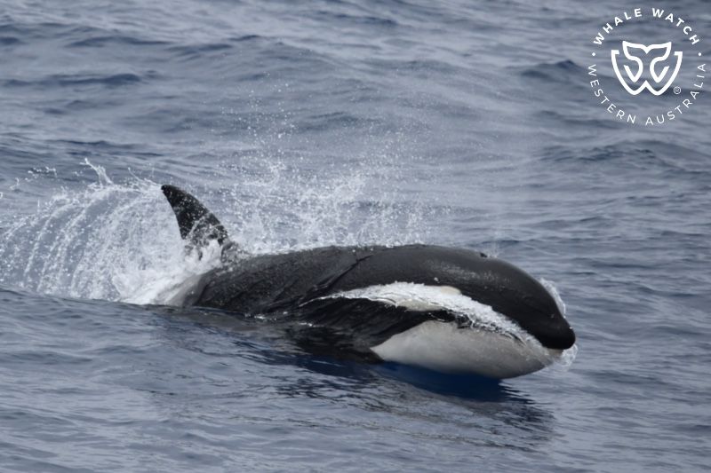 Whale Watch Western Australia